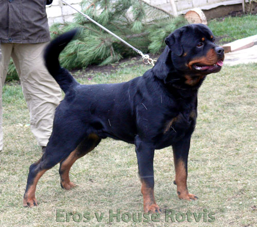 Eros from House Rotvis