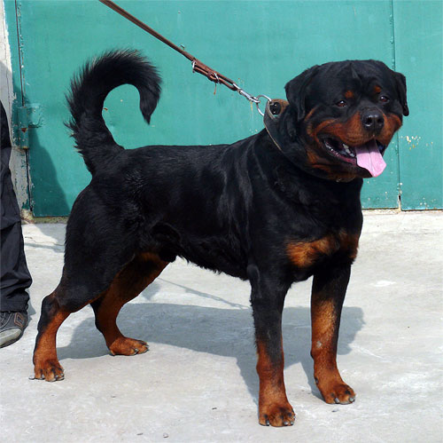 Orso from House Rotvis