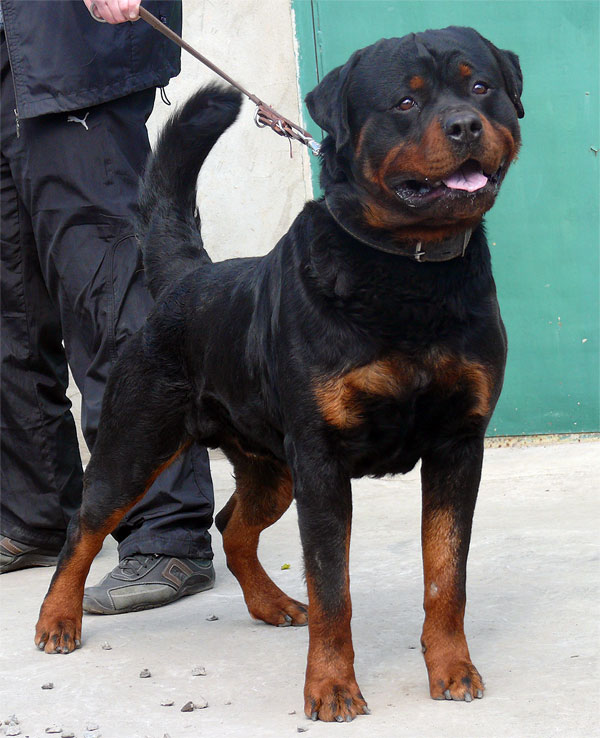 Orso from House Rotvis