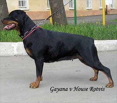 Gayana from House Rotvis (Fox Benno Darel + Frayda v Bevertal)