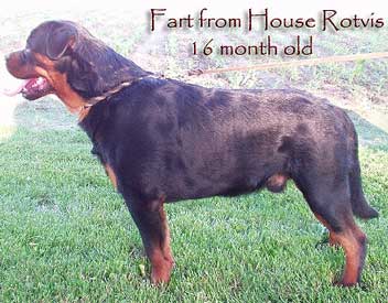 Fart