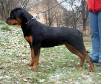 Bianka v House Rotvis /Lewis vom Kummelsee + Luchiya v House Rotvis/ - V1, JCAC, Best junior of the breed