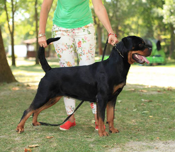 Daenerys from House Rotvis -CH of Bulgaria,CAC,CACIB,BOB.-(Farfan from House Rotvis +Domina vd Wilden Westen) 