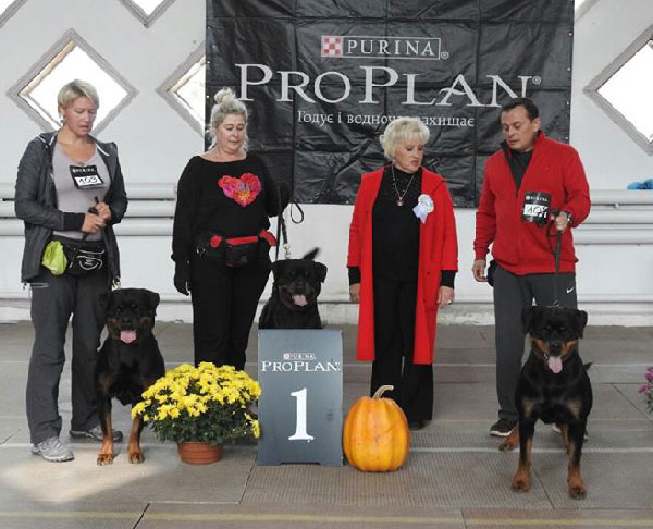 Jaffa - JCAC, BOS, ARYA - CACIB